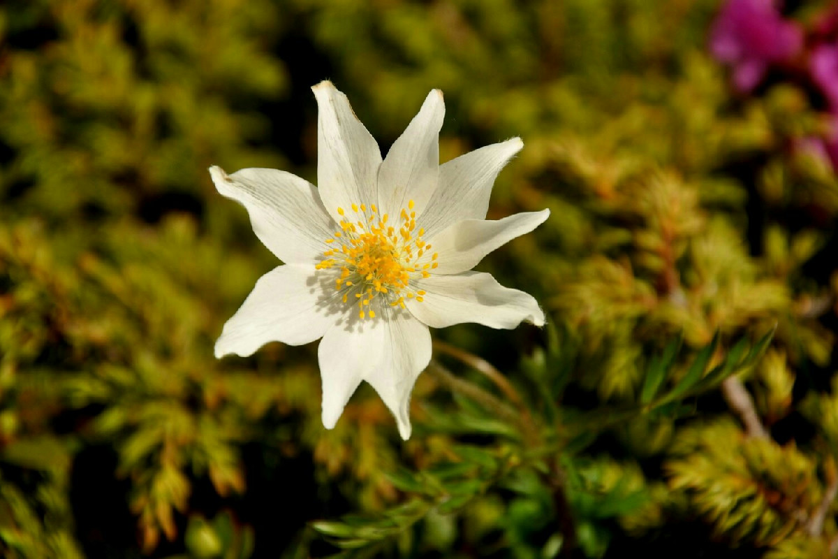 Coltivazione della Stella Alpina: tecniche essenziali per far crescere e fiorire questa pianta rara in casa e giardino