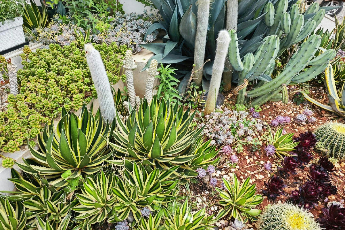 Ecco come le piante grasse cambiano il giardino: il segreto è in questi semplici passaggi