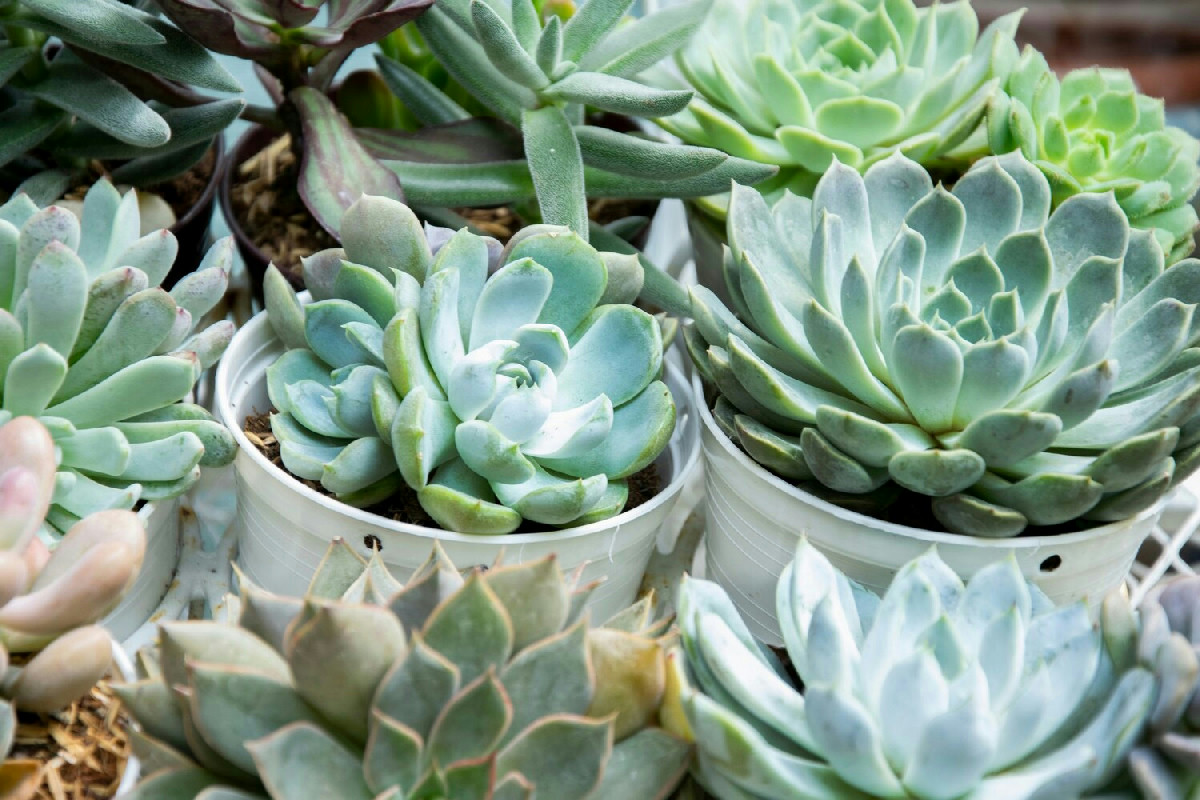 La metamorfosi invernale delle piante grasse: come il freddo le dipinge di rosso e viola