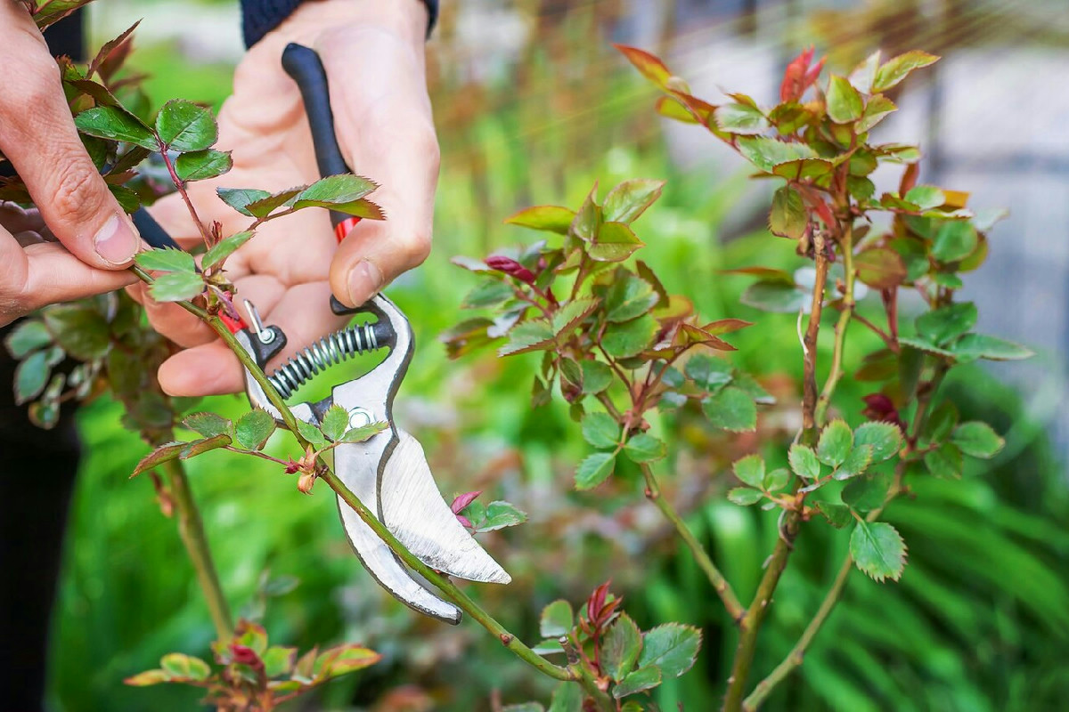 Tecniche dei giardinieri esperti per mantenere le piante sane con potature nel momento ideale